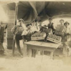 grape packing shed and workers