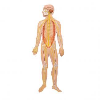 Nervous System half size model