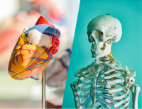 Browse Anatomy Models