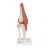 Knee Joint model