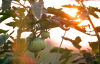 Ron Mandella Community Garden Records