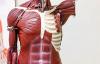 Anatomy Models