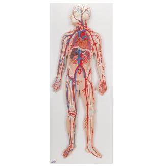 Circulatory System model
