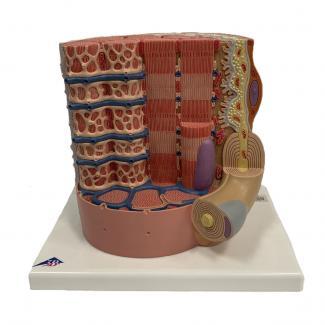 Muscle cell model
